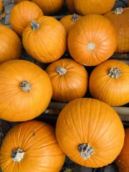 Hallowen Kürbisse (© landauland)