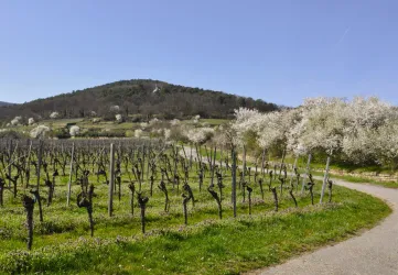 Weinbergswanderung