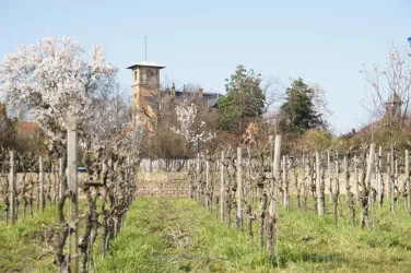 Weinhaus Villa Gießen 1