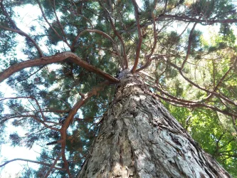 Botanische Führung 1