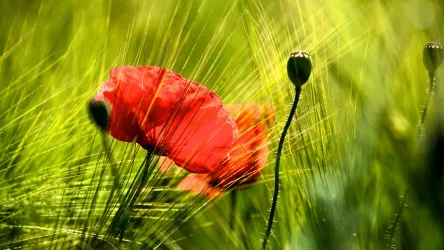 Wildkräuterführungen 1