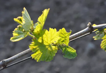 Weingut Mathias Hery 2