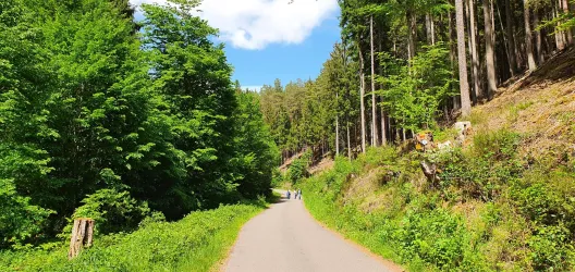Waldweg in Esthal