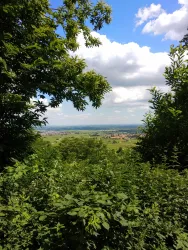 Die Pfalz zwischen Wald und Wein