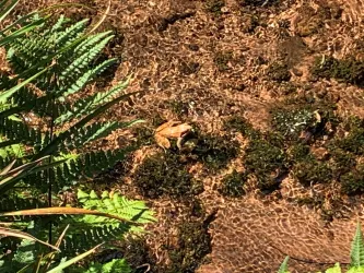 Frosch im Legelbach (Trifterlebnispfad)