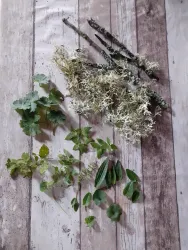 Heilkräuter– u. Traditionelle Pflanzenheilkunde