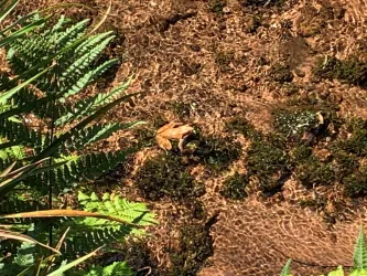 Frosch im Legelbach