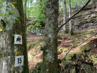 Baum-Markierung-Trockenmauer Heike-1