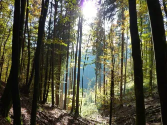 Pfalzerwald