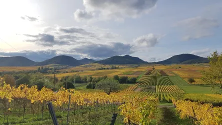 Blick vom Kalmitwingert im Herbst
