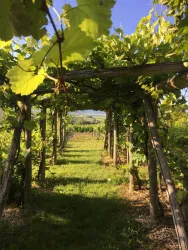 Einzigartige Aus- und Einblick auf den Weinbau