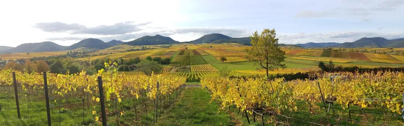 Panoramablick vom Kalmitwingert im Herbst