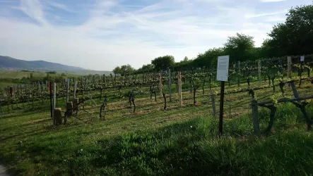 Historischer Weinberg Kalmitwingert