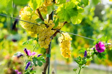 Weingut Kranz Trauben