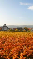 Ausblick