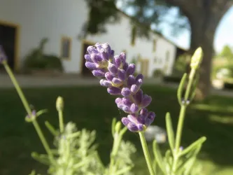 Lavendel (© ML)