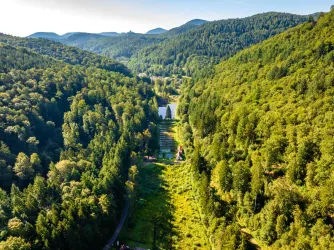 Eußerthaler Wald (© Verein SÜW Annweiler e.V., Fotograf: Dominik Ketz)