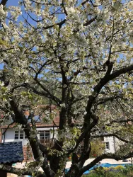 Garten (© Thomas Ries)