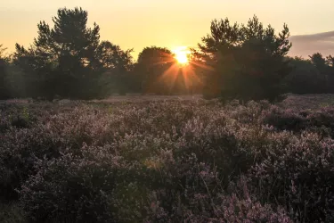 Mehlinger Heide - Julia Bergold
