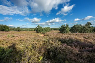 0829_Mehlinger Heide_2018