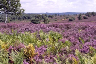 mehlinger_heide044 Lebensfreuden