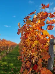 Herbstlicher Wingert