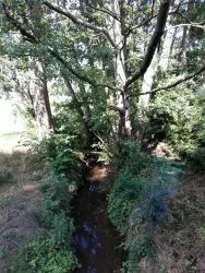 Naturbelassen fließt der Klingbach durch Klingen