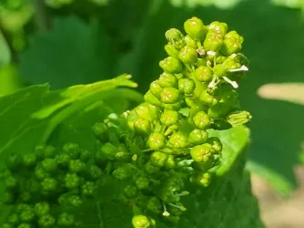 Wein