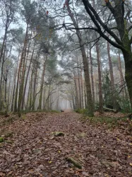 Im nebligen Wald