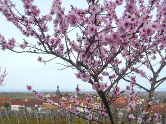 Blick auf Kallstadt (© Dominique Christ)