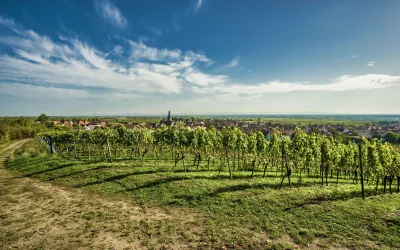 Umgebung (© Ferienhaus Kallstadt)