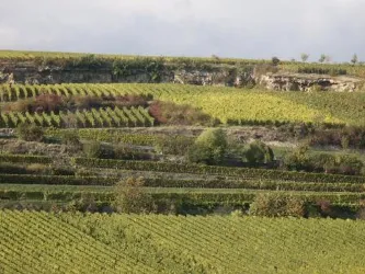 Saumagen-Terrassen Kallstadt (© Urlaubsregion Freinsheim)