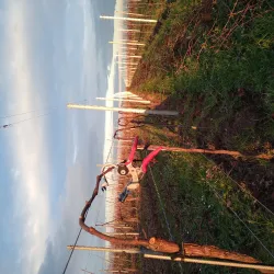 arbeit-im-weinberg-winter-beli-binder