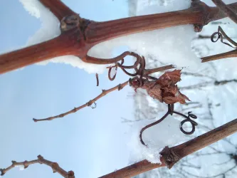 achtsam-beobachten-reben-im-schnee