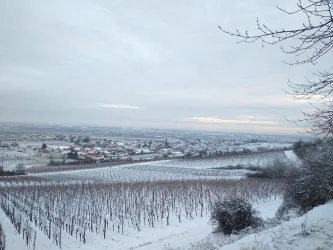 rheinebene-kallstadt-im-schnee-winter-weintour