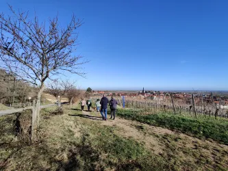 teilnehmende-der-winter-weinwanderung-kallstadt-pf
