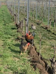 Hühnerfamilie Im Wingert (© Benderhof)