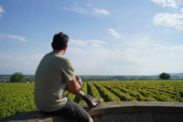 Blick in die Weinberge