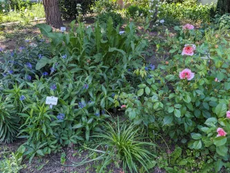 Bibelgarten an der Martinskirche