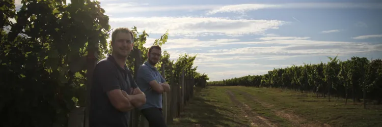In den Weinbergen