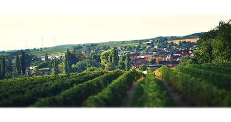 Weinberge