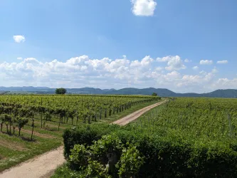 Ausblick Richtung Westen auf den Pfälzerwald