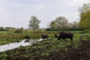 Wasserbüffel am Billigheimer Bruch