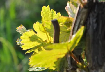 Weingut Hermann Weisbrodt 1