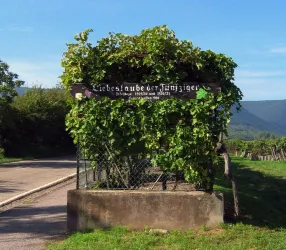 Liebeslaube am Weinlehrpfad 01 Jürgen Heise 2008 (© Verein SÜW Edenkoben)