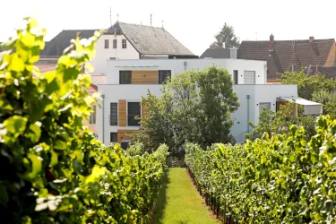 Aussenansicht vom Haus durch den Weinberg (© Melanie Hubach)