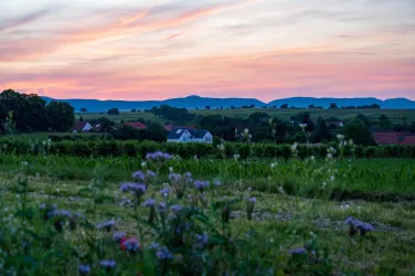 Dierbach im Sonnenuntergang (© Tourismusverein Bad Bergzaberner Land e.V.)