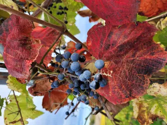Herbststimmung (© VG Monsheim Beate Hess)