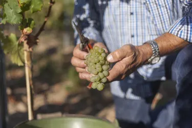 Weingut Ochs4 (© Weingut Ochs)