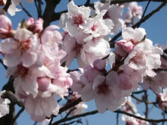 Frühlingsmarkt (© Elke Metzger)